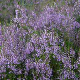 Bruyère d'été Violette / Calluna vulgaris malva